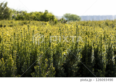 A vibrant field with lush green plants under a bright white sky 126093490