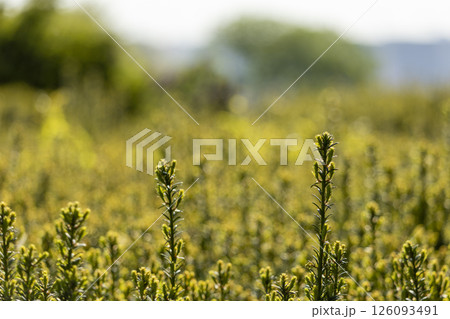 A vibrant field with lush green plants under a bright white sky 126093491