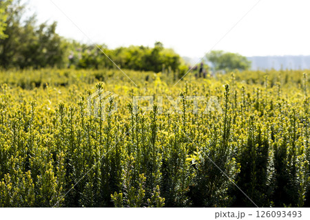 A vibrant field with lush green plants under a bright white sky 126093493