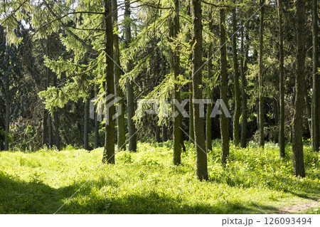 The bright sun is beautifully shining through the lush trees in the forest 126093494