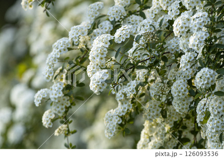 Beautiful ornamental shrub Spiraea cantonense Lanceolata, small white flowers Beautiful ornamental shrub Spiraea cantonense Lanceolata, small white flowers 126093536