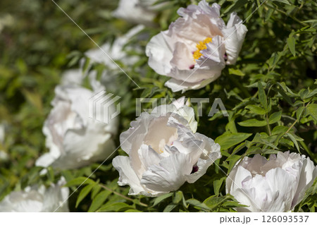 White blooming tree peony flowers White blooming tree peony flowers 126093537