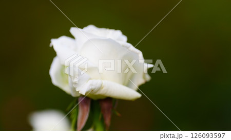 白いバラは旧古河庭園のヨハネ・パウロ2世 126093597