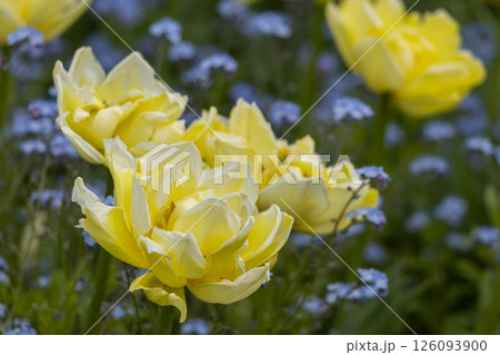 Blooming yellow tulips and blue small flowers Blooming yellow tulips and blue small flowers 126093900