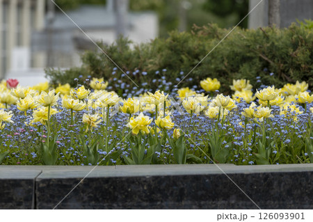 Blooming yellow tulips and blue small flowers Blooming yellow tulips and blue small flowers 126093901