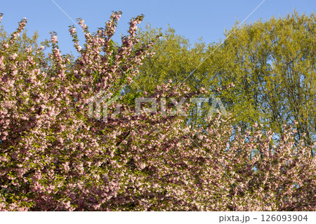 close up of branch of beautiful pink spring Cherry blossom flowers Japanese Sakura close up of branch of beautiful pink spring Cherry blossom flowers Japanese Sakura 126093904