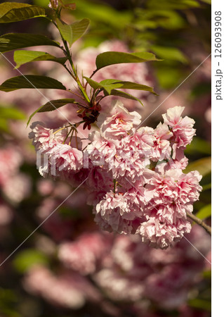 close up of branch of beautiful pink spring Cherry blossom flowers Japanese Sakura 126093908