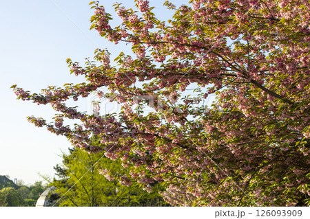 close up of branch of beautiful pink spring Cherry blossom flowers Japanese Sakura 126093909
