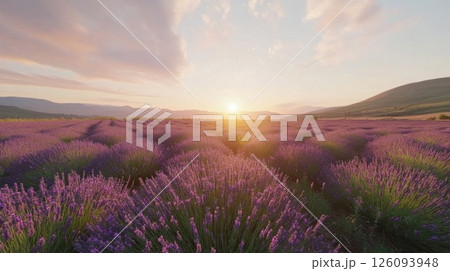 Sunset Over a Lavender Field in the Countryside 126093948