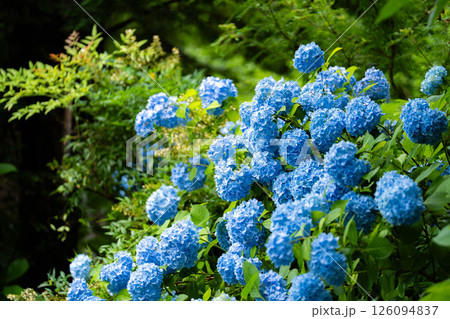 【梅雨素材】青い紫陽花の花【長野県】 126094837