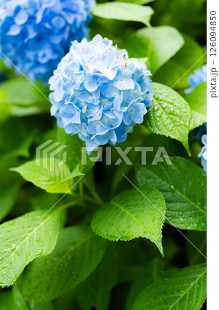 【梅雨素材】青い紫陽花の花【長野県】 【梅雨素材】青い紫陽花の花【長野県】 126094850