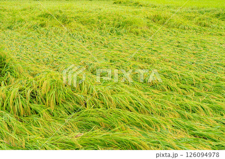 【農業被害】倒伏した稲【長野県】 126094978