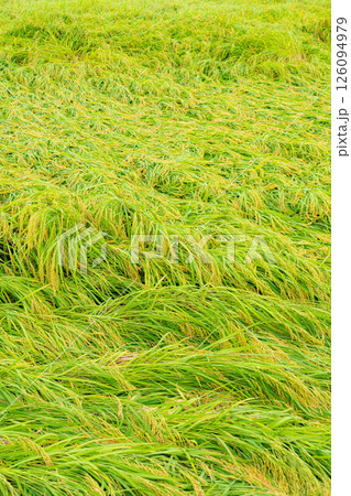 【農業被害】倒伏した稲【長野県】 126094979