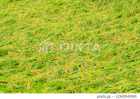 【農業被害】倒伏した稲【長野県】 126094990