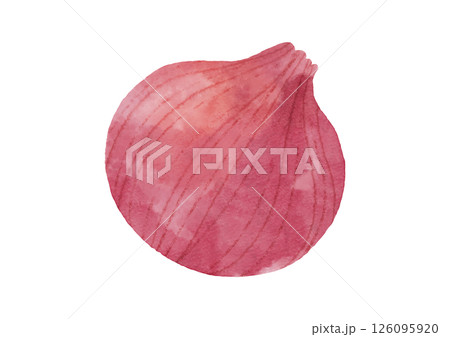 水彩風の紫玉ねぎのイラスト 126095920