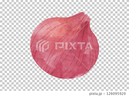 Watercolor style purple onion illustration 126095920