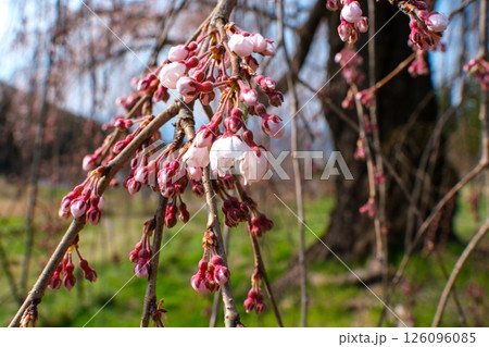 開花の花びら 開花の花びら 126096085