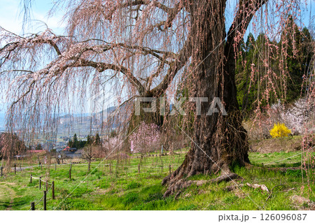 一本桜の開花 一本桜の開花 126096087
