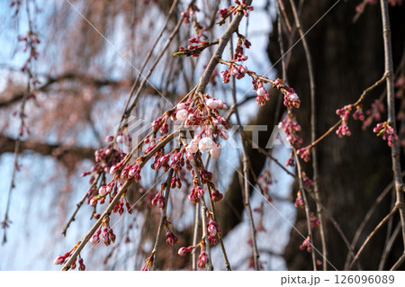 開花の花びら 開花の花びら 126096089