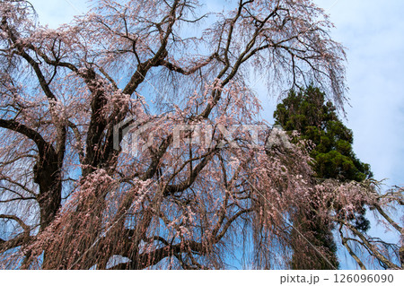 枝垂桜の開花 126096090