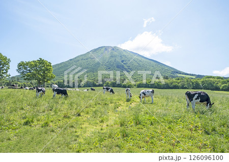 大山で放牧中の牛たち 大山まきばみるくの里付近 大山で放牧中の牛たち 大山まきばみるくの里付近 126096100