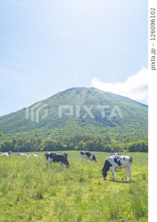 大山で放牧中の牛たち 大山まきばみるくの里付近 大山で放牧中の牛たち 大山まきばみるくの里付近 126096102