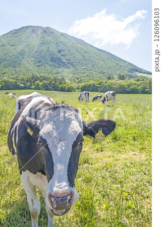大山で放牧中の牛たち 大山まきばみるくの里付近 大山で放牧中の牛たち 大山まきばみるくの里付近 126096103