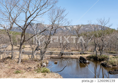 早春の那須沼ッ原湿原の風景 126096139
