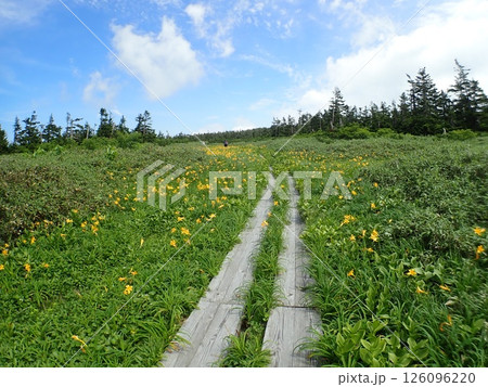 ニッコウキスゲと木道（岩手県八幡平市八幡平） 126096220
