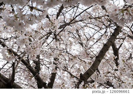 満開の桜に包まれる空間② 126096661