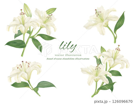 水彩で描いた白いゆりのカットイラスト素材 水彩で描いた白いゆりのカットイラスト素材 126096670
