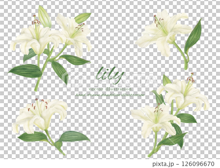 白百合卡通畫水彩 白百合卡通畫水彩 126096670