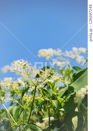 青空とソクズの花 青空とソクズの花 126097248