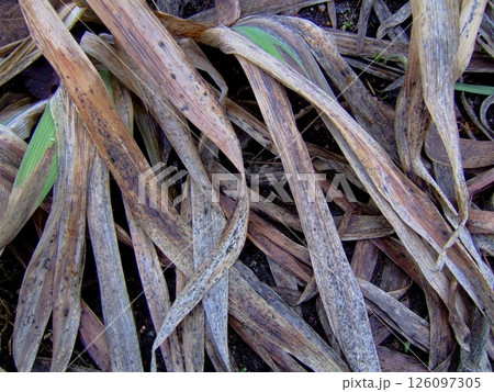 Clusters of dried grass and leaves cover the ground in a garden, showcasing the intricate patterns and textures caused by sun exposure and time. This summer scene depicts nature's transition. Clusters of dried grass and leaves cover the ground in a garden, showcasing the intricate patterns and textures caused by sun exposure and time. This summer scene depicts nature's transition. 126097305