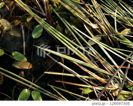 Light filters through the vibrant green and brown aquatic plants, creating a tranquil atmosphere in this wetland environment. Various species coexist in the still waters. 126097308