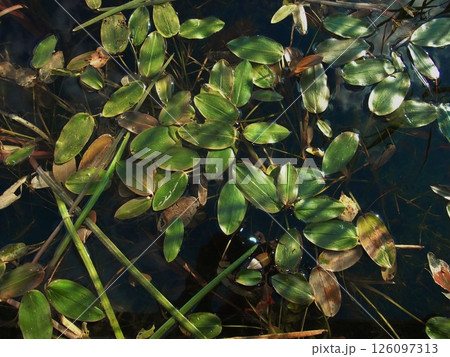 Small green water lily leaves cover the surface of a tranquil pond. Sunlight casts reflections on the water, creating a serene atmosphere. Pond plants thrive in the soft light. 126097313