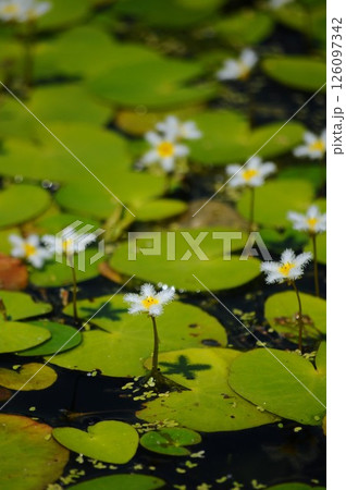 ガガブタの花 ガガブタの花 126097342