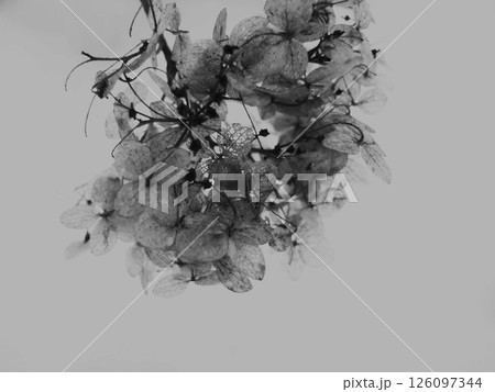 A cluster of flowers captured in black and white, revealing delicate petals and unique textures against a light background, highlighting their natural elegance and fragility. 126097344
