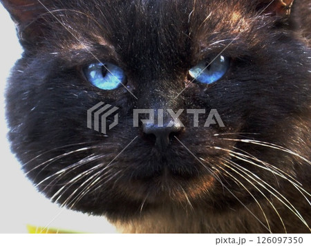 Close-up of a black cat with striking bright blue eyes and detailed whiskers, showing intense gaze and facial texture in natural light. High quality photo 126097350