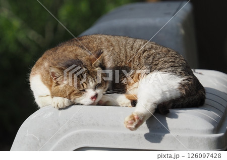 公園の野良猫 公園の野良猫 126097428