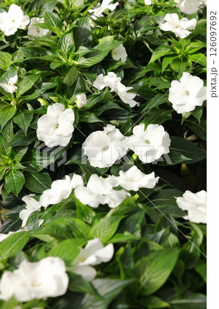 派手な熱帯植物 派手な熱帯植物 126097692