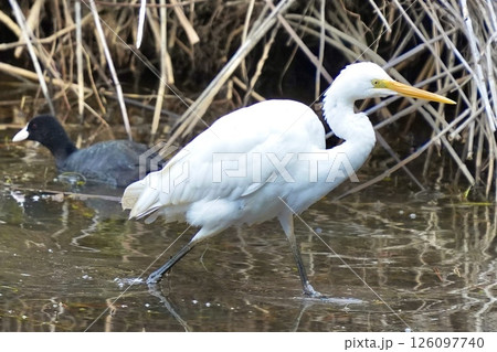 水辺を歩く白い水鳥の姿 水辺を歩く白い水鳥の姿 126097740