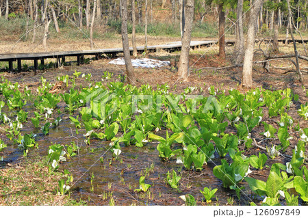 ミズバショウ咲く落倉自然園 126097849