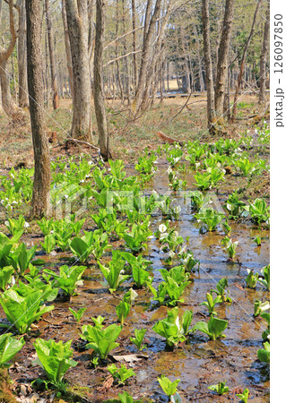 ミズバショウ咲く落倉自然園 ミズバショウ咲く落倉自然園 126097850
