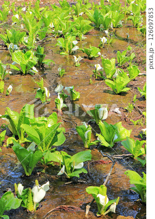 ミズバショウ咲く落倉自然園 ミズバショウ咲く落倉自然園 126097853