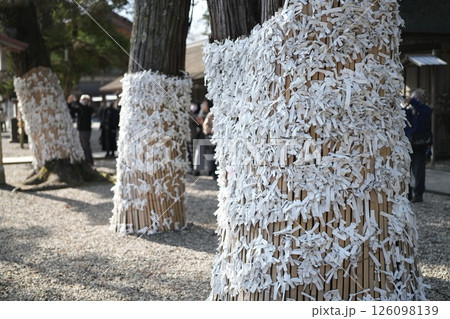 出雲大社 神社の御神木に結ばれたおみくじの束 出雲大社 神社の御神木に結ばれたおみくじの束 126098139