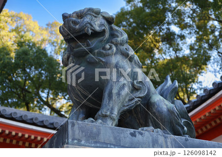 八坂神社の狛犬像阿形 八坂神社の狛犬像阿形 126098142