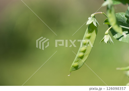 畑のサヤエンドウ 126098357