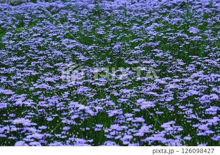 夜明けの北山友禅菊 126098427