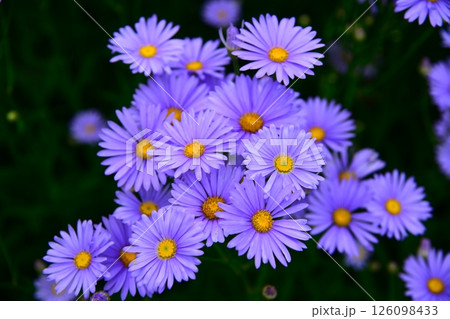 夜明けの北山友禅菊 126098433